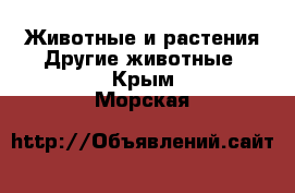 Животные и растения Другие животные. Крым,Морская